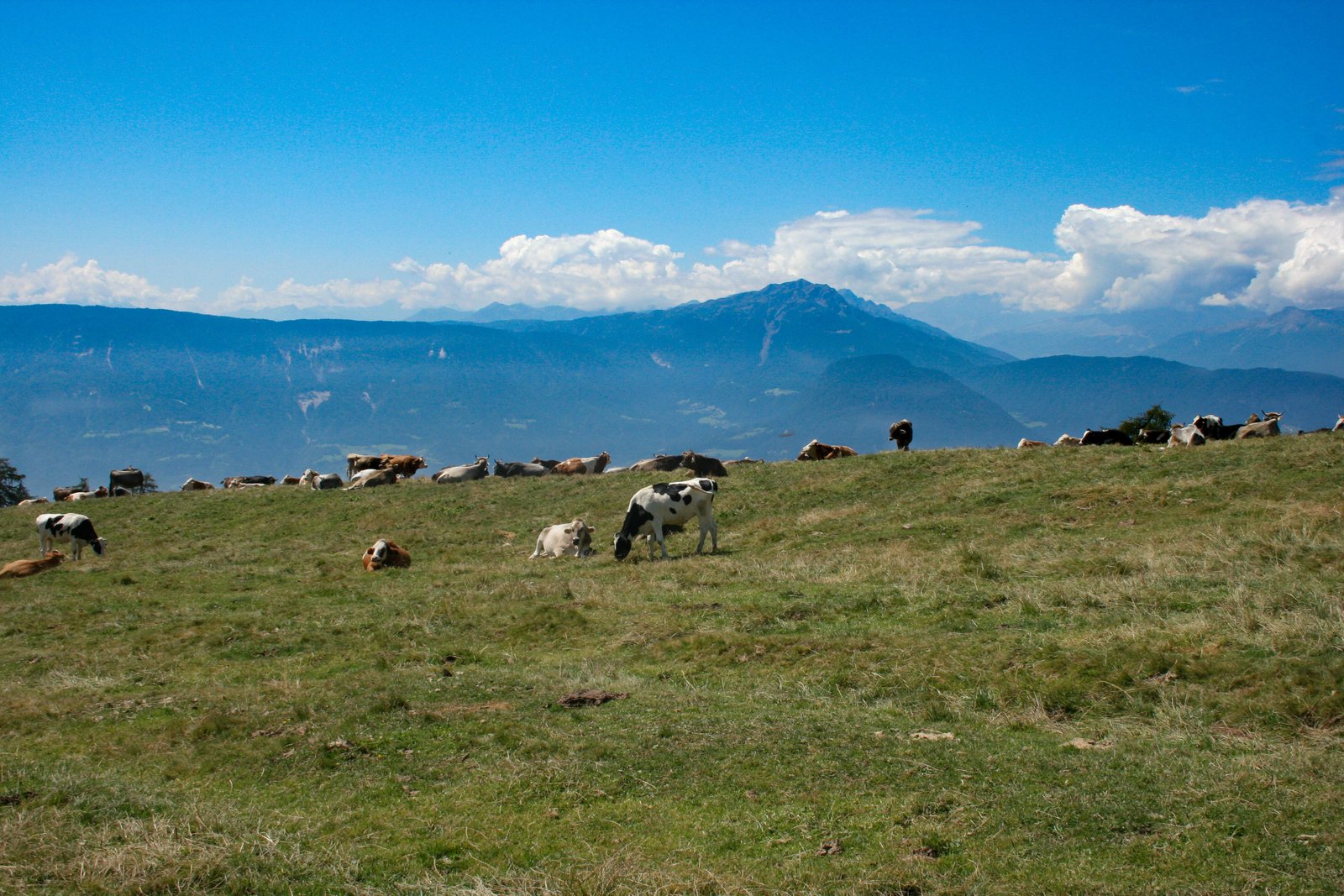 Élevage bovin en zone de montagne - Photo d'illustration