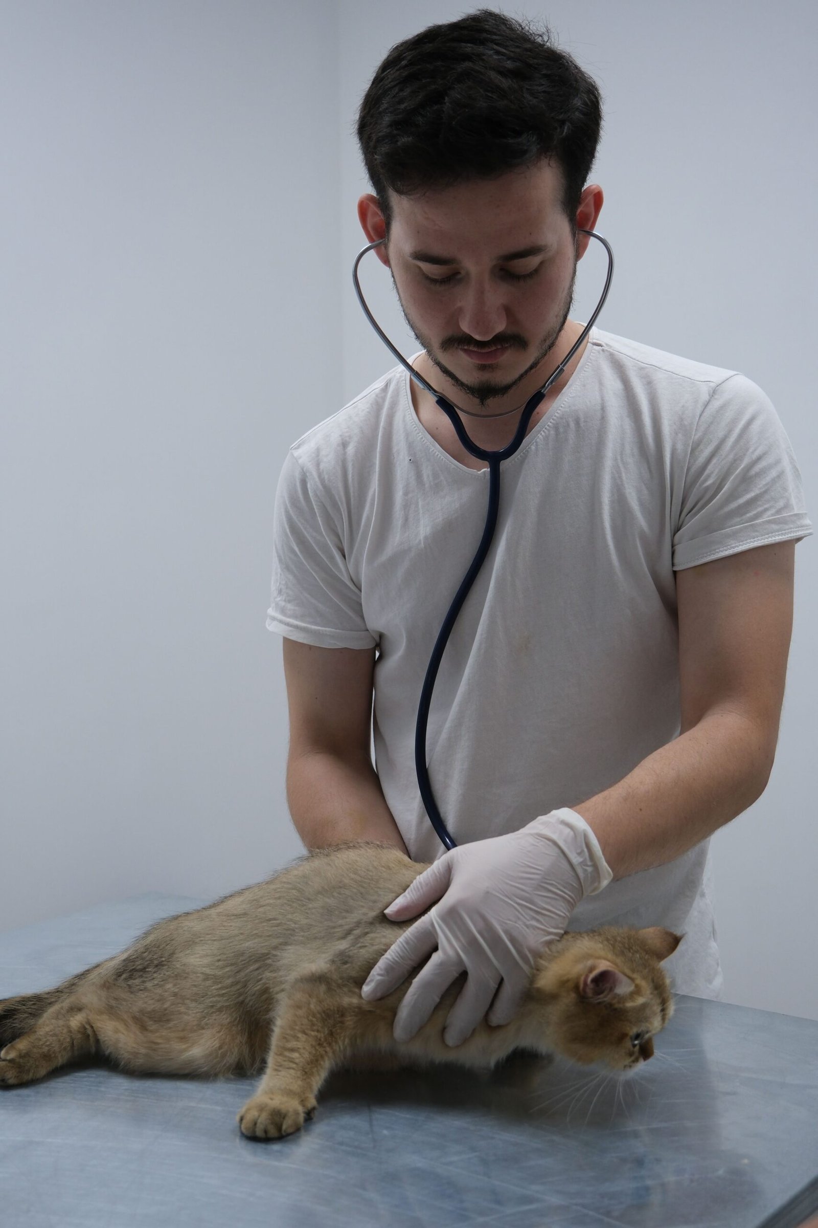 Vétérinaires à Saint-Chély-d'Apcher : cabinets, urgences et soins pour vos animaux Photo d'illustration - examen vétérinaire pour chat en clinique