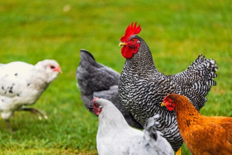 Agriculture et producteurs locaux à Saint-Chély-d&rsquo;Apcher : Maison Delcros et vente directe